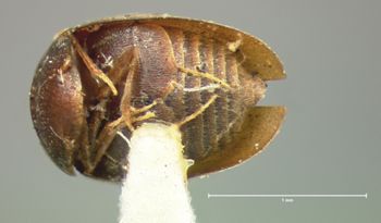 Media type: image;   Entomology 7947 Aspect: habitus ventral view